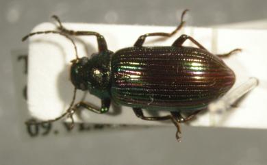 Pseudonautes purpurivittatus (Marseul, 1876) 紫斑迴木蟲