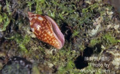 Pyrene punctata (Bruguiere, 1789) 紅麥螺