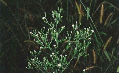 Aster subulatus var. subulatus 掃帚菊