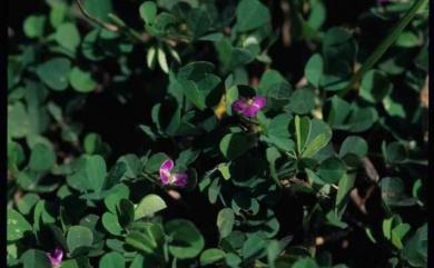 Grona triflora (L.) H.Ohashi & K.Ohashi 蠅翼草