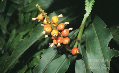 Alpinia shimadae 島田氏月桃