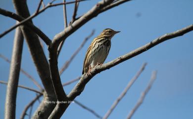 Anthus hodgsoni yunnanensis Uchida & Kuroda, 1916 樹鷚(東北亞種)