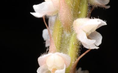 Hetaeria oblongifolia 長橢圓葉伴蘭
