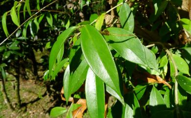 Aeschynanthus acuminatus Wall. ex A.DC. 長果藤