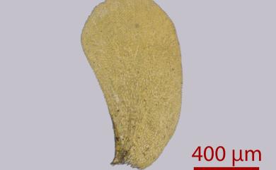 Neckeropsis nitidula (Mitt.) Fleisch. 短枝擬平苔