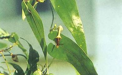 Aristolochia foveolata 蜂窩馬兜鈴