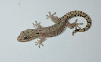 Lepidodactylus lugubris (Duméril & Bibron, 1836) 鱗趾虎