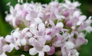 Valeriana fauriei 纈草