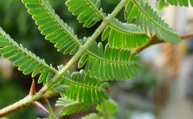 Acacia farnesiana 金合歡