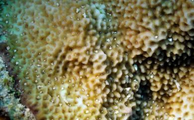 Montipora turgescens Bernard, 1897 膨脹表孔珊瑚