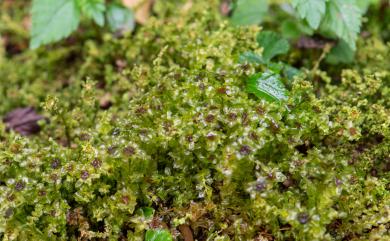 Plagiomnium cuspidatum (Hedw.) T.J. Kop., 1968 尖葉走燈苔