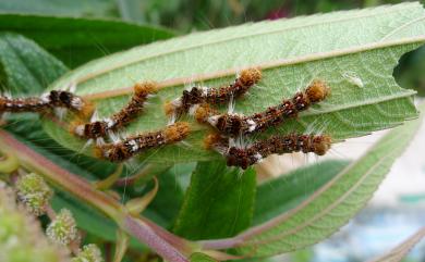 Boehmeria densiflora Hook. & Arn. 密花苧麻