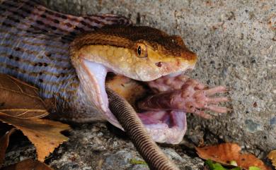 Protobothrops mucrosquamatus (Günther, 1864) 龜殼花