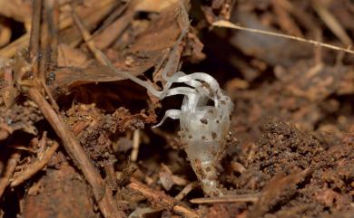 Thismia taiwanensis Sheng Z.Yang, R.M.K.Saunders & C.J.Hsu 臺灣水玉杯