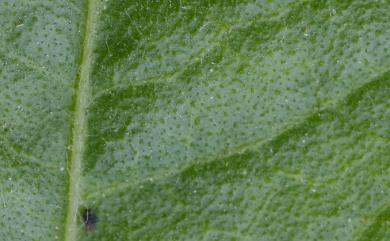Blumea laciniata DC. 裂葉艾納香