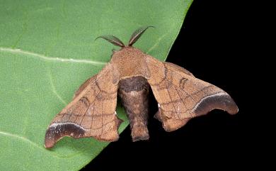 Bombyx mandarina formosana (Matsumura, 1927) 野家蠶