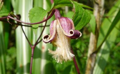 Clematis lasiandra Maxim. 小木通