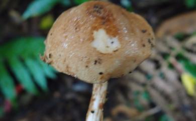 Austroboletus fusisporus (Kawam. ex Imaz. & Hongo) Wolfe 紡錘孢南牛肝菌