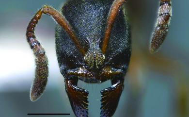 Euponera sharpi Forel, 1901 夏氏粗針蟻