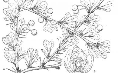 Berberis morrisonensis 玉山小檗