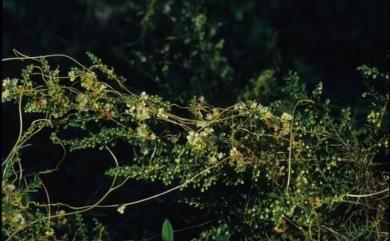 Cuscuta australis R.Br. 菟絲子