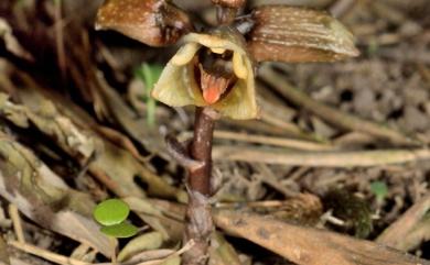 Gastrodia fontinalis var. fontinalis T.P. Lin 春赤箭