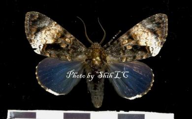 Disepholcia caerulea (Butler, 1889) 藍后夜蛾