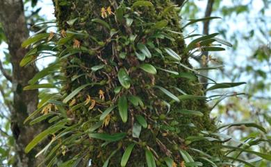 Bulbophyllum omerandrum 毛藥捲瓣蘭