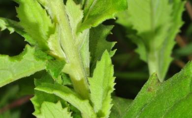Blumea oblongifolia Kitam. 臺灣艾納香