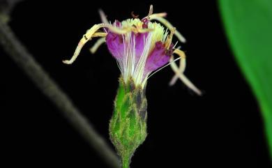 Vernonia gratiosa Hance 過山龍