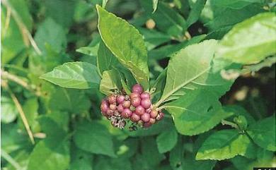 Callicarpa japonica var. luxurians Rehder 朝鮮紫珠