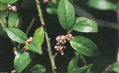 Ilex pubescens Hook. & Arn. 密毛假黃楊