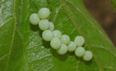 Tessaratoma papillosa (Drury, 1770) 荔枝椿象