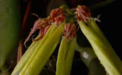 Bulbophyllum ciliisepalum T.C.Hsu & S.W.Chung 毛緣萼豆蘭