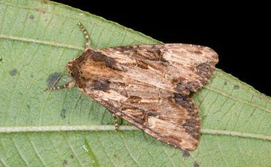 Apamea sodalis (Butler, 1878)