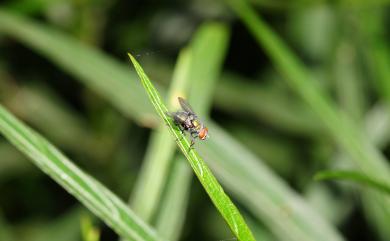 Hemipyrellia ligurriens (Wiedemann, 1830) 瘦葉帶綠蠅