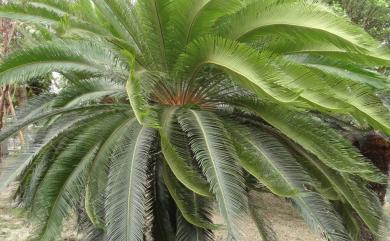 Cycas revoluta Thunb. 蘇鐵