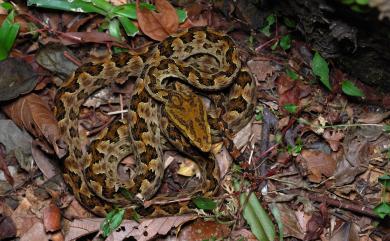 Protobothrops mucrosquamatus (Günther, 1864) 龜殼花