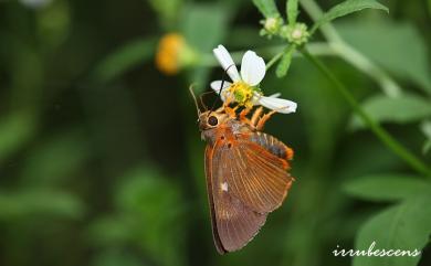 Burara jaina formosana (Fruhstorfer, 1911) 橙翅傘弄蝶