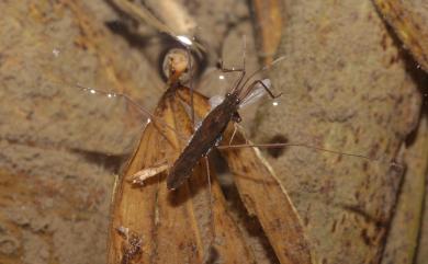 Gerris gracilicomis 褐斜斑黽椿象