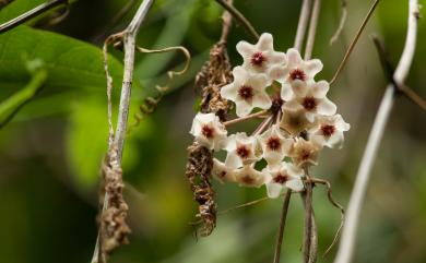 Hoya carnosa (L. f.) R. Br. 毬蘭