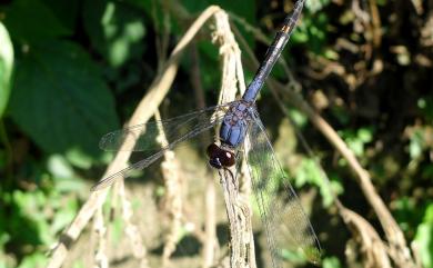 Trithemis festiva (Rambur, 1842) 樂仙蜻蜓