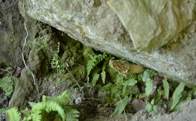 Morchella conica Pers. 尖頂羊肚菌