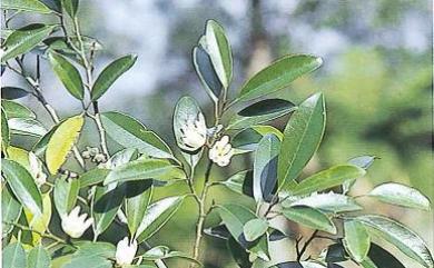 Michelia compressa var. formosana Kaneh. 烏心石