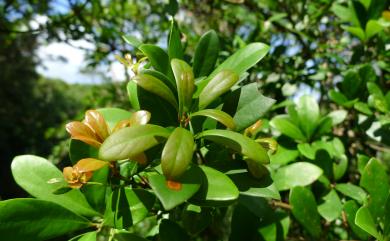 Machilus obovatifolia var. obovatifolia 恆春楨楠