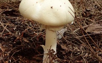 Agaricus abruptibulbus 球基蘑菇