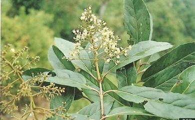 Viburnum sphaerocarpum Y.C.Liu & C.H.Ou 球果莢蒾