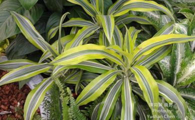 Dracaena fragrans 香龍血樹