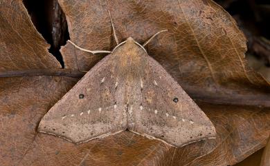 Odontopera albiguttulata Bastelberger, 1909 單角銀心尺蛾