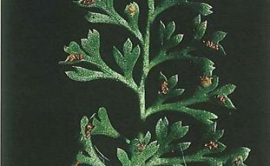 Asplenium pulcherrimum (Baker) Ching 細葉鐵角蕨